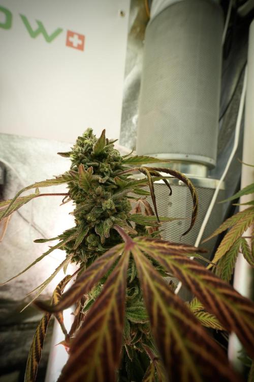 TicaL X Zamnesia-NectarDrip pack#268/750. Week 14 - Nectar Drop No Veg 12-12 from seed 