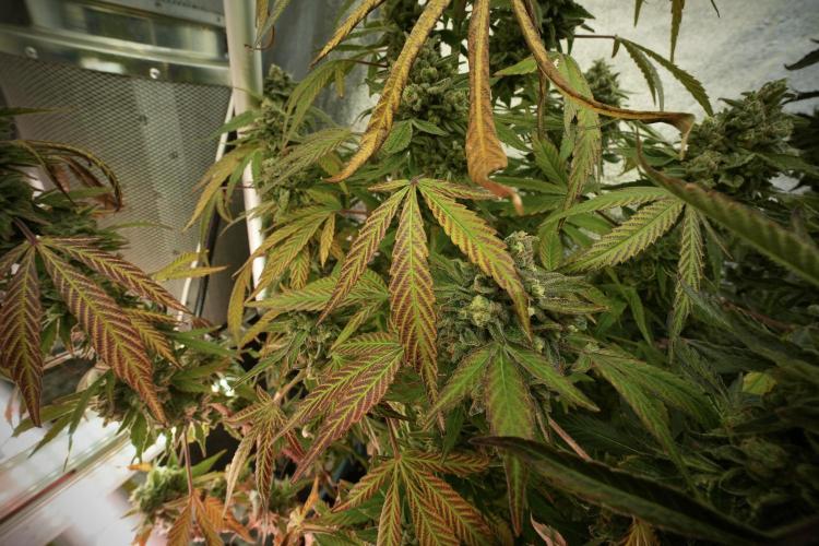 TicaL X Zamnesia-NectarDrip pack#268/750. Week 14 - Nectar Drop No Veg 12-12 from seed 