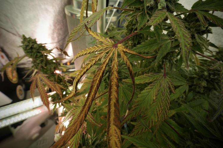 TicaL X Zamnesia-NectarDrip pack#268/750. Week 14 - Nectar Drop No Veg 12-12 from seed 