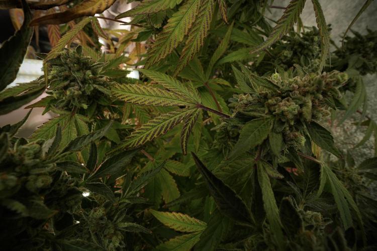 TicaL X Zamnesia-NectarDrip pack#268/750. Week 14 - Nectar Drop No Veg 12-12 from seed 