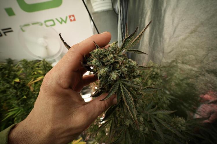 TicaL X Zamnesia-NectarDrip pack#268/750. Week 14 - Nectar Drop No Veg 12-12 from seed 