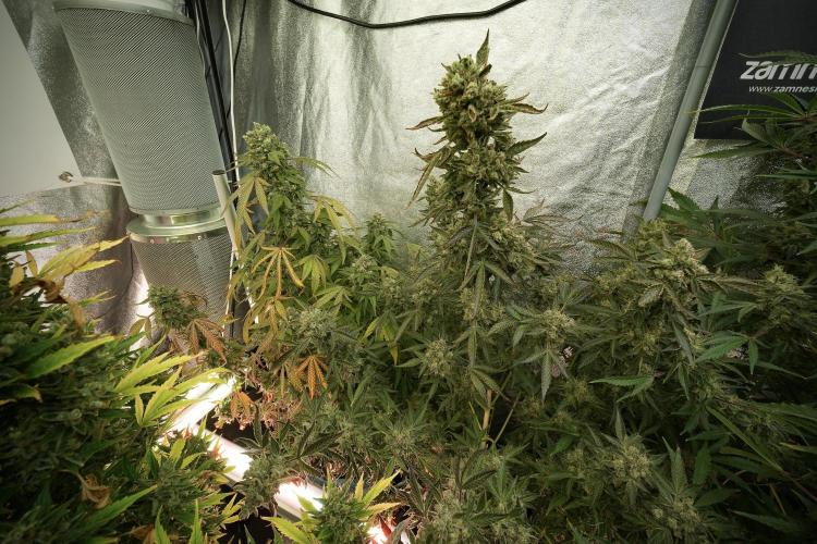 TicaL X Zamnesia-NectarDrip pack#268/750. Week 14 - Nectar Drop No Veg 12-12 from seed 