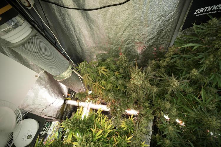 TicaL X Zamnesia-NectarDrip pack#268/750. Week 14 - Nectar Drop No Veg 12-12 from seed 
