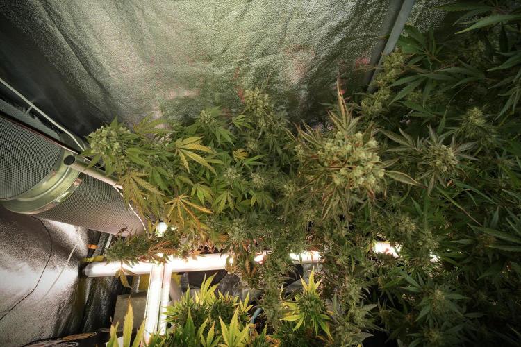 TicaL X Zamnesia-NectarDrip pack#268/750. Week 14 - Nectar Drop No Veg 12-12 from seed 