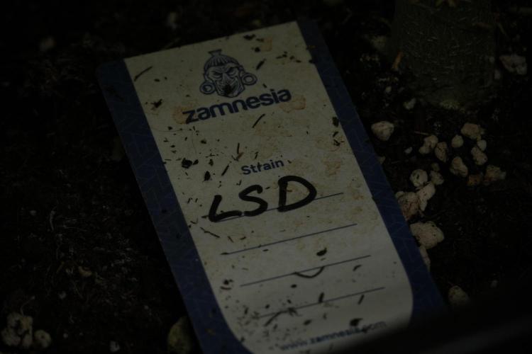 LSD Zamnesia Trippping. Week 13 - LSD 12-12 from seed no veg 