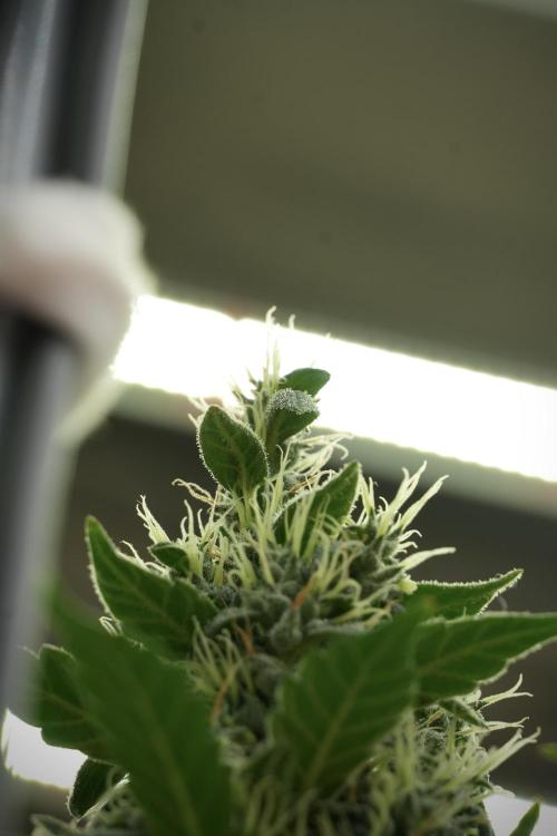 LSD Zamnesia Trippping. Week 13 - LSD 12-12 from seed no veg 