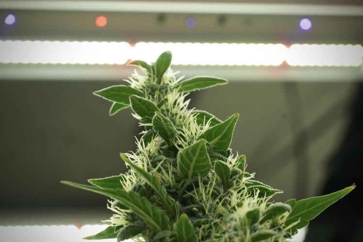 LSD Zamnesia Trippping. Week 13 - LSD 12-12 from seed no veg 
