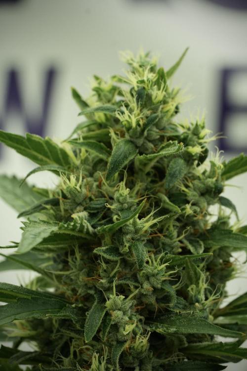 LSD Zamnesia Trippping. Week 13 - LSD 12-12 from seed no veg 