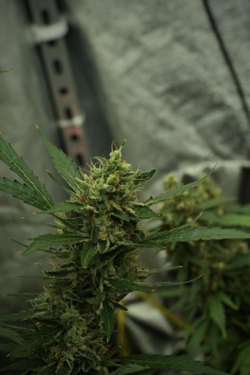 LSD Zamnesia Trippping. Week 13 - LSD 12-12 from seed no veg 