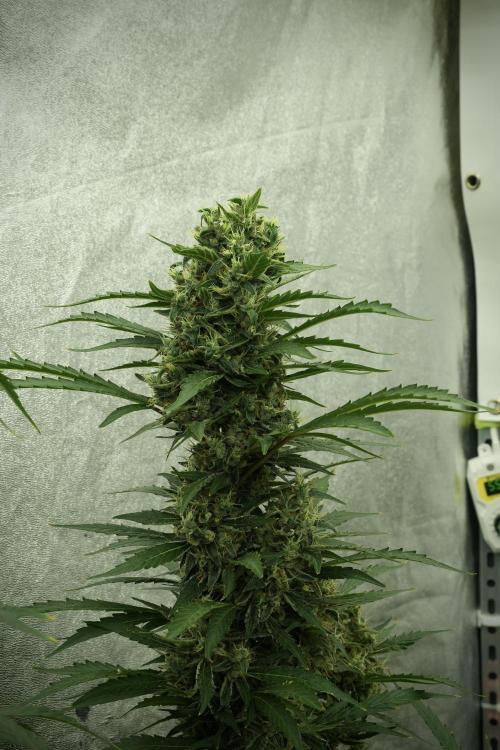 LSD Zamnesia Trippping. Week 13 - LSD 12-12 from seed no veg 