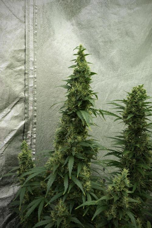LSD Zamnesia Trippping. Week 13 - LSD 12-12 from seed no veg 