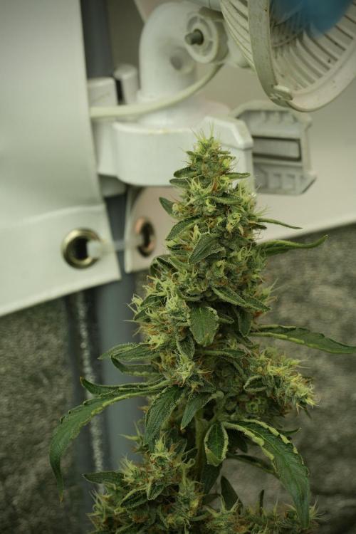 LSD Zamnesia Trippping. Week 13 - LSD 12-12 from seed no veg 