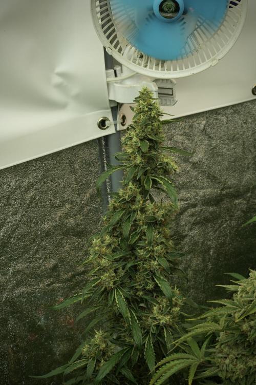 LSD Zamnesia Trippping. Week 13 - LSD 12-12 from seed no veg 