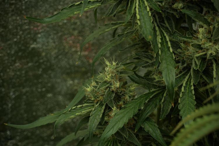 LSD Zamnesia Trippping. Week 13 - LSD 12-12 from seed no veg 