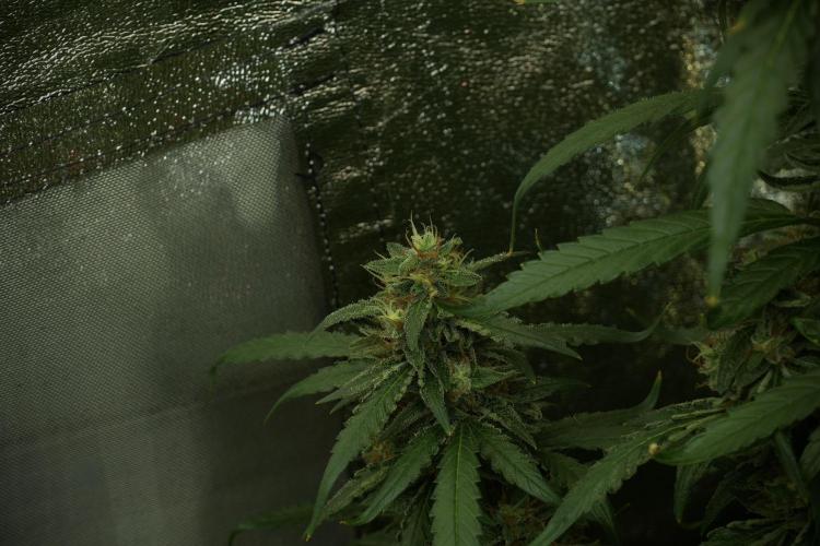 LSD Zamnesia Trippping. Week 13 - LSD 12-12 from seed no veg 