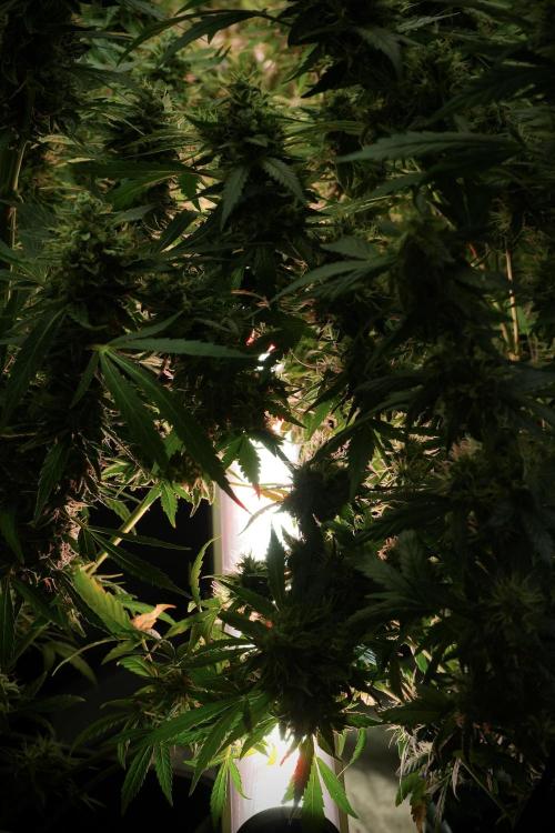 LSD Zamnesia Trippping. Week 13 - room and vibes 