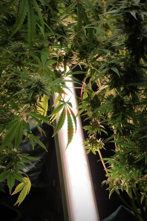 LSD Zamnesia Trippping. Week 13 - room and vibes 