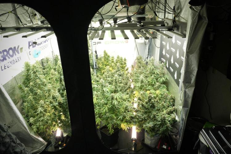 LSD Zamnesia Trippping. Week 13 - room and vibes 