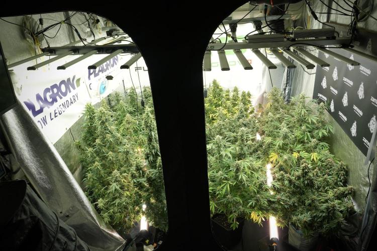 LSD Zamnesia Trippping. Week 13 - room and vibes 