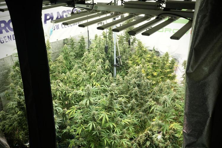 LSD Zamnesia Trippping. Week 13 - room and vibes 