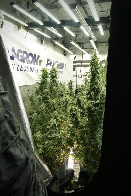 LSD Zamnesia Trippping. Week 13 - room and vibes 