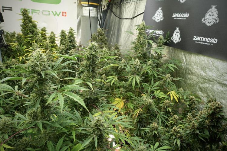 LSD Zamnesia Trippping. Week 13 - room and vibes 