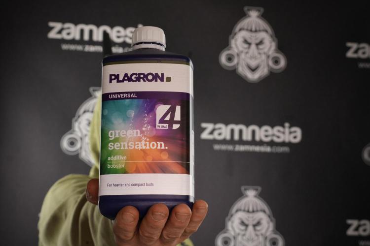 LSD Zamnesia Trippping. Week 13 - me and Plagron