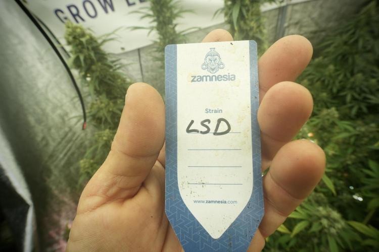 LSD Zamnesia Trippping. Week 13 - LSD 12-12 from seed no veg 