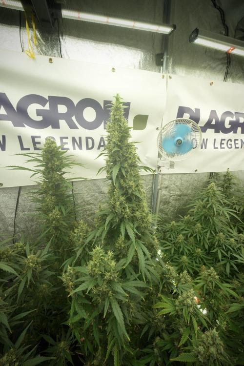 LSD Zamnesia Trippping. Week 13 - LSD 12-12 from seed no veg 