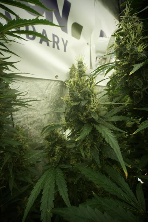 LSD Zamnesia Trippping. Week 13 - LSD 12-12 from seed no veg 