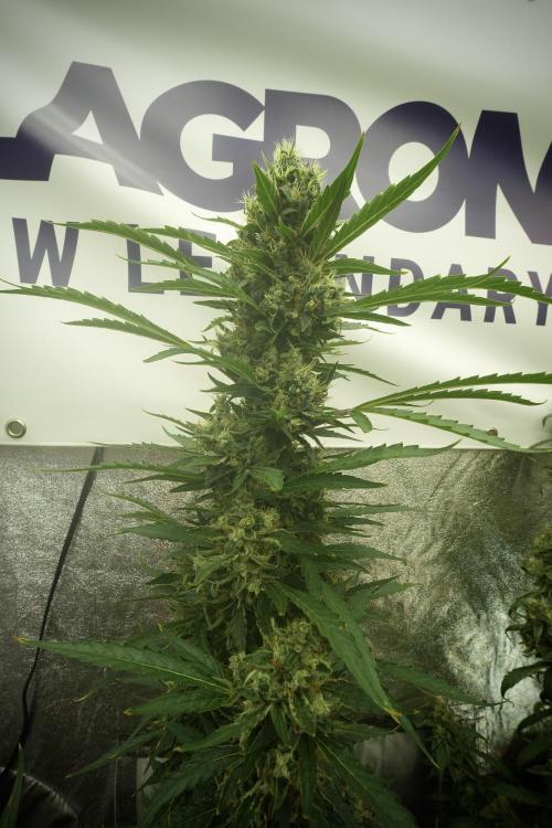 LSD Zamnesia Trippping. Week 13 - LSD 12-12 from seed no veg 