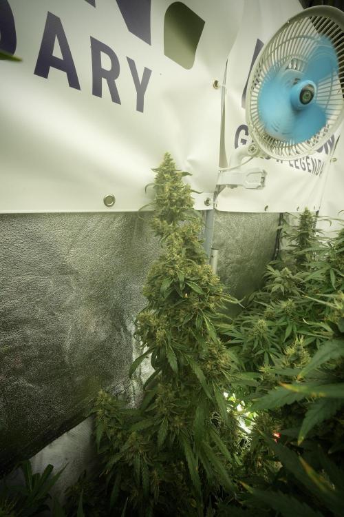 LSD Zamnesia Trippping. Week 13 - LSD 12-12 from seed no veg 
