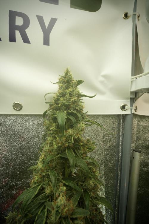 LSD Zamnesia Trippping. Week 13 - LSD 12-12 from seed no veg 