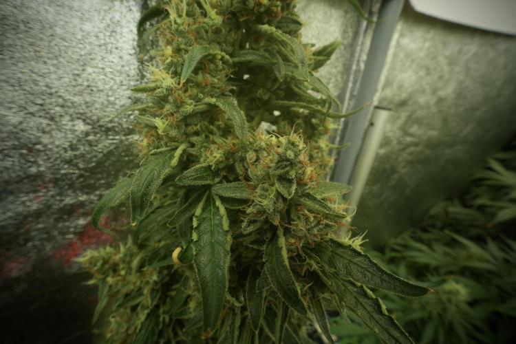 LSD Zamnesia Trippping. Week 13 - LSD 12-12 from seed no veg 