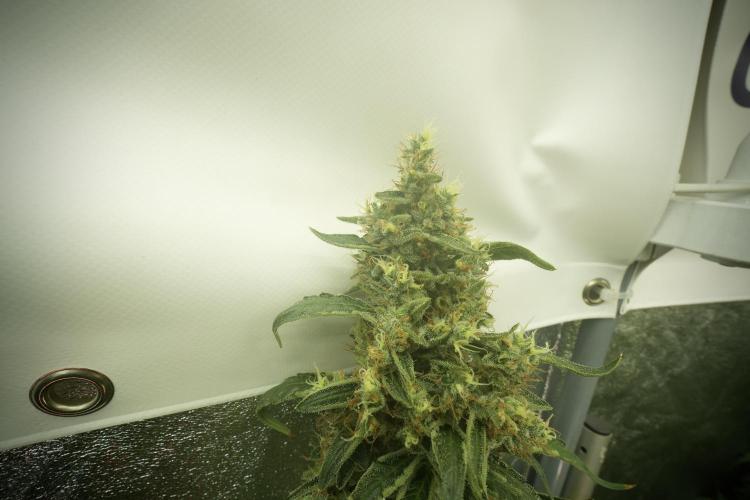 LSD Zamnesia Trippping. Week 13 - LSD 12-12 from seed no veg 