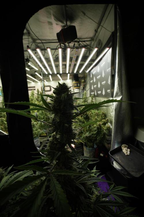 LSD Zamnesia Trippping. Week 13 - room and vibes 