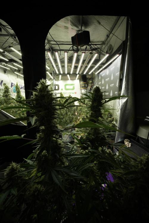 LSD Zamnesia Trippping. Week 13 - room and vibes 
