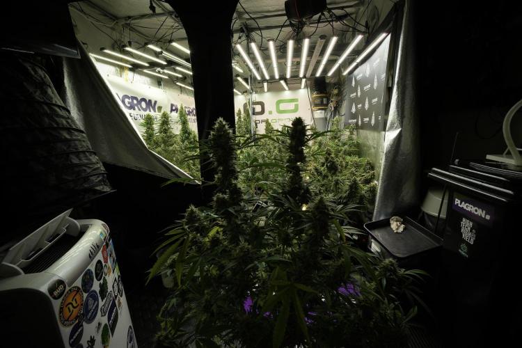 LSD Zamnesia Trippping. Week 13 - room and vibes 