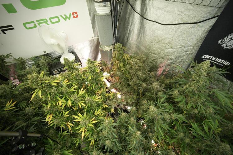 LSD Zamnesia Trippping. Week 13 - room and vibes 