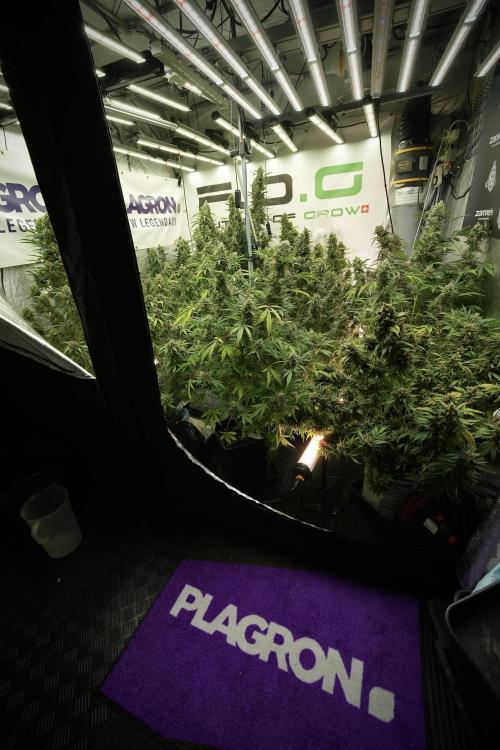 LSD Zamnesia Trippping. Week 13 - room and vibes 