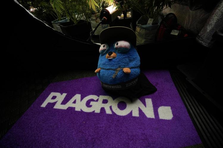 LSD Zamnesia Trippping. Week 13 - room and vibes with Mr. Baggy on the Clock