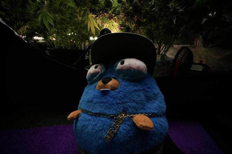 LSD Zamnesia Trippping. Week 13 - room and vibes with Mr. Baggy on the Clock