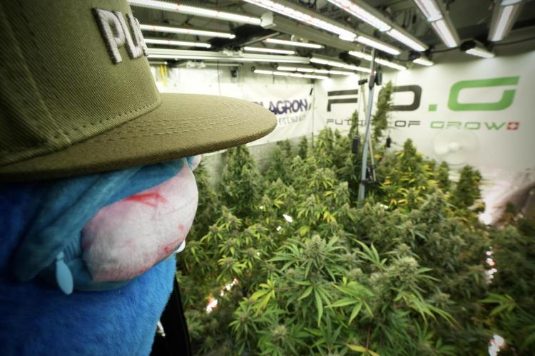LSD Zamnesia Trippping. Week 13 - room and vibes with Mr. Baggy on the Clock