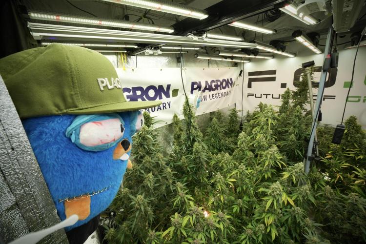 LSD Zamnesia Trippping. Week 13 - room and vibes with Mr. Baggy on the Clock