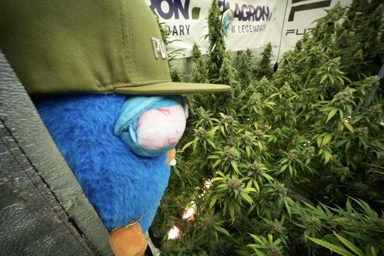 LSD Zamnesia Trippping. Week 13 - room and vibes with Mr. Baggy on the Clock
