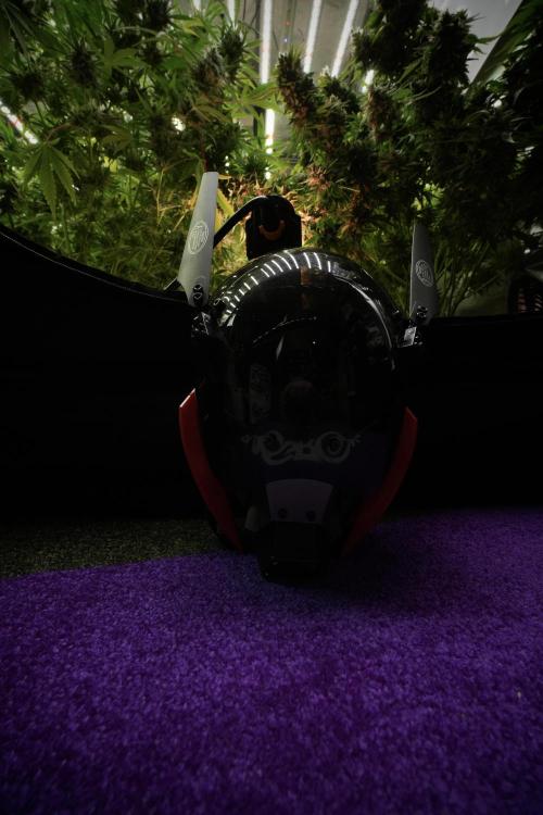 LSD Zamnesia Trippping. Week 13 - room vibes and my mask 