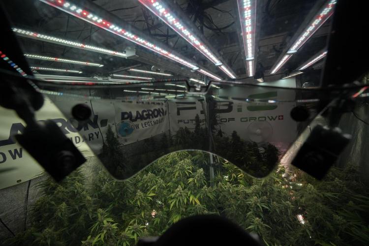 LSD Zamnesia Trippping. Week 13 - room vibes and my mask 