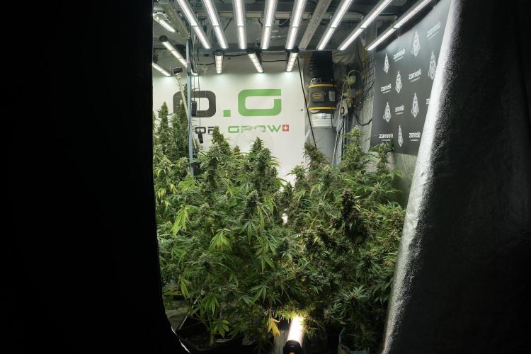 LSD Zamnesia Trippping. Week 13 - room and vibes 