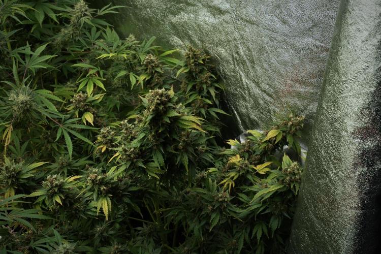 LSD Zamnesia Trippping. Week 13 - room and vibes 