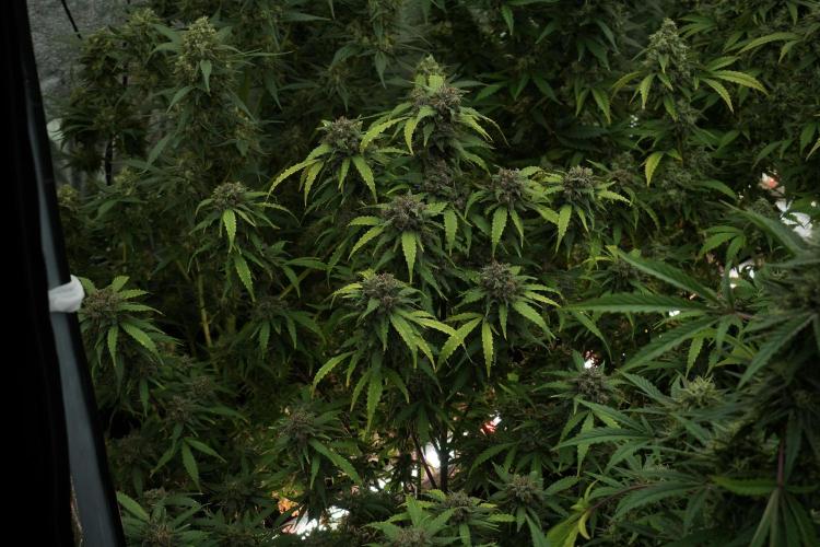 LSD Zamnesia Trippping. Week 13 - room and vibes 
